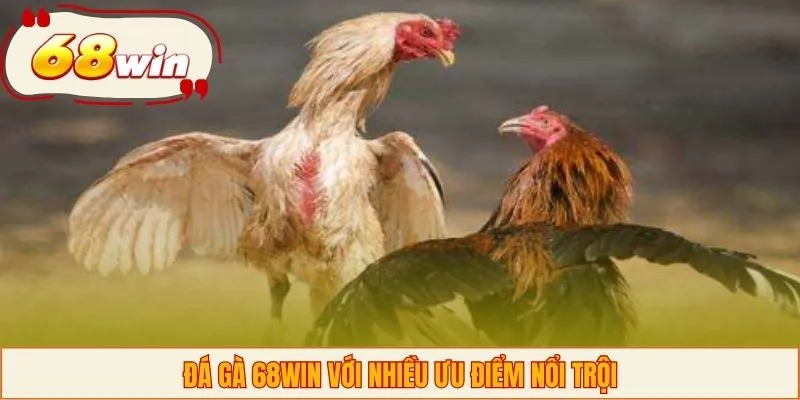 Đá gà 68WIN với nhiều ưu điểm nổi trội